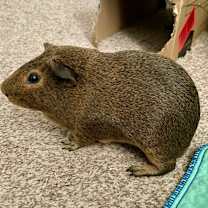 Thumbnail photo of Toad #1