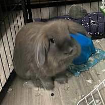 Thumbnail photo of Smoky #1