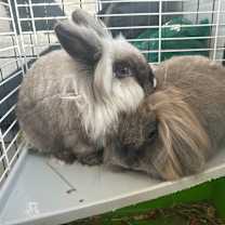 Thumbnail photo of Smoky #2