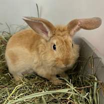 Thumbnail photo of Orchard #2