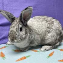 Thumbnail photo of Frederick #1