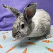 Thumbnail photo of Frederick #2