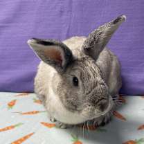 Thumbnail photo of Frederick #3