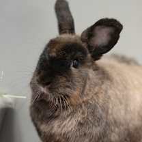 Thumbnail photo of Zinnia  #1