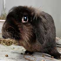 Thumbnail photo of Morel  #2