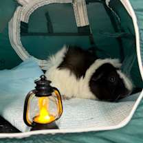 Thumbnail photo of Mello #1