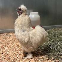 Thumbnail photo of Bedhead #2