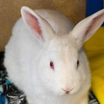 Thumbnail photo of Rodger Rabbit #1