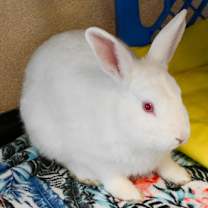 Thumbnail photo of Rodger Rabbit #2