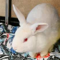 Thumbnail photo of Rodger Rabbit #3