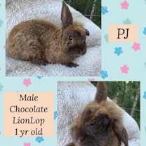 Thumbnail photo of Louie and PJ #2