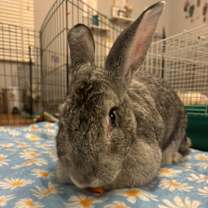 Thumbnail photo of Crystal #1