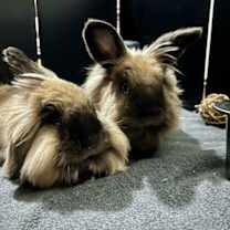 Thumbnail photo of Bramble #2