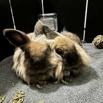 Thumbnail photo of Bramble #4