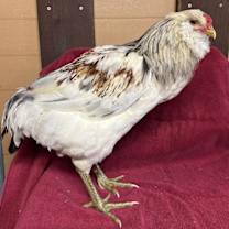 Thumbnail photo of Rocko #1