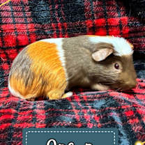 Thumbnail photo of Orson #1