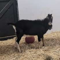 Thumbnail photo of Cooper #2