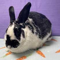 Thumbnail photo of Tara #1