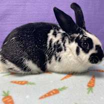 Thumbnail photo of Tara #2