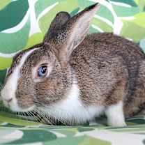 Thumbnail photo of Brock #1