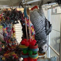 Thumbnail photo of Shadow #1