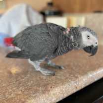 Thumbnail photo of Shadow #3