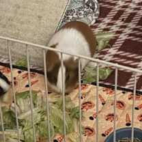 Thumbnail photo of Butters #1