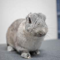 Thumbnail photo of Linus #1