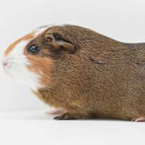 Thumbnail photo of Sage #1