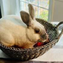 Thumbnail photo of Alonzo #1