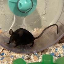 Thumbnail photo of Umbreon #1