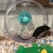 Thumbnail photo of Umbreon #2