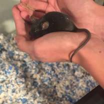 Thumbnail photo of Umbreon #3