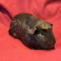 Thumbnail photo of Baguette and Bagel #2