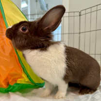 Thumbnail photo of Delia #4