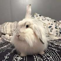 Thumbnail photo of Yuki #1