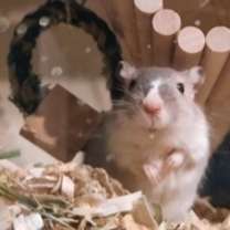 Thumbnail photo of Meep #1