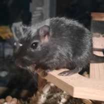 Thumbnail photo of Morp #2