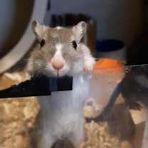 Thumbnail photo of Meep #3