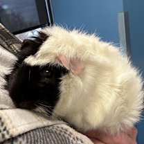 Thumbnail photo of Pistachio #2