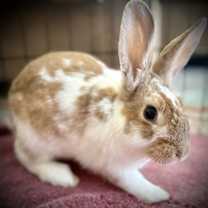 Thumbnail photo of Hana #1