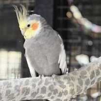 Thumbnail photo of Kanobi #1