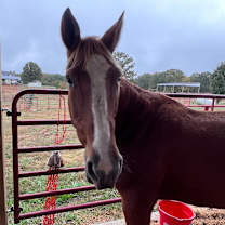 Thumbnail photo of Autumn #2