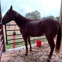 Thumbnail photo of Autumn #3