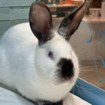 Thumbnail photo of Bucky O'Hare #1