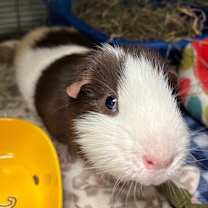 Thumbnail photo of Caramel #1