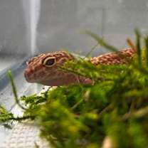 Thumbnail photo of Belle-Stratford #2