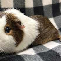 Thumbnail photo of Anders #1