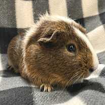 Thumbnail photo of Anders #2