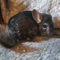 Thumbnail photo of Pete #2